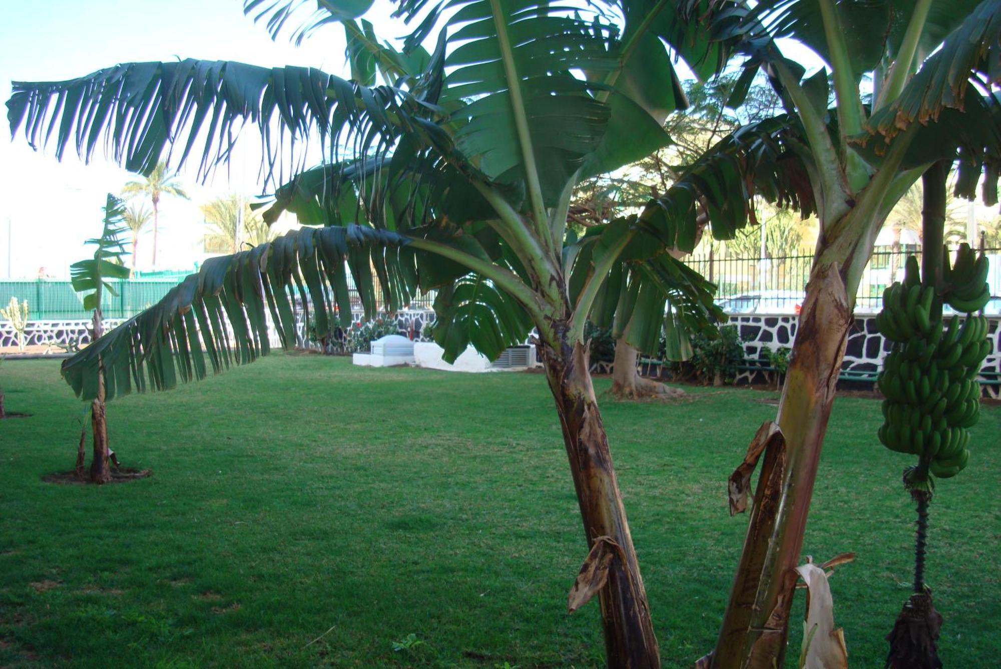 Los Cactus Playa del Inglés Esterno foto