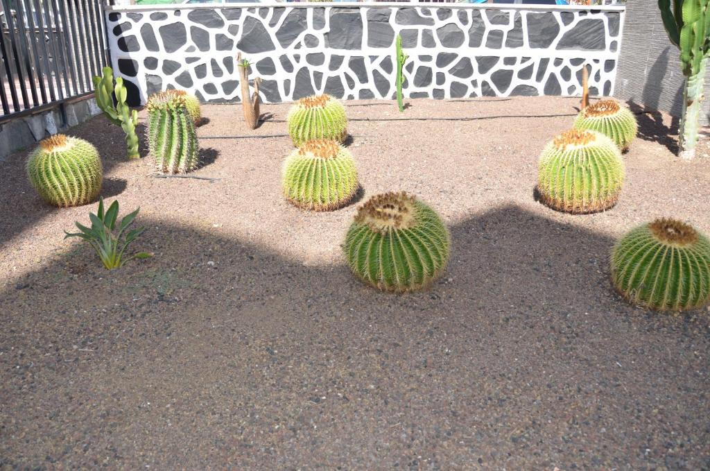 Los Cactus Playa del Inglés Esterno foto